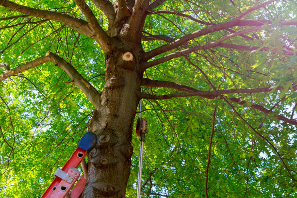 Tree Branch Trimming in Brambleton, VA